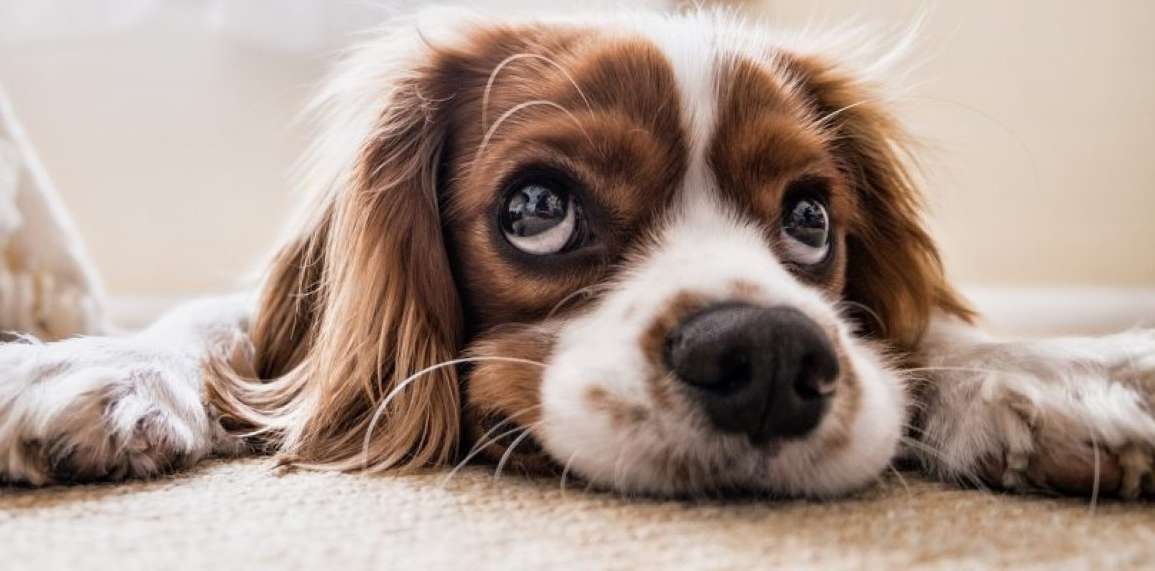 Ho paura dei cani e non so il perchè!