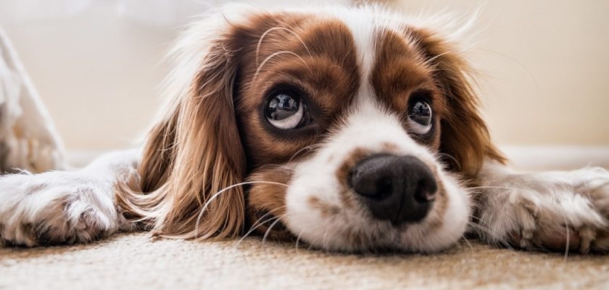 Ho paura dei cani e non so il perchè!